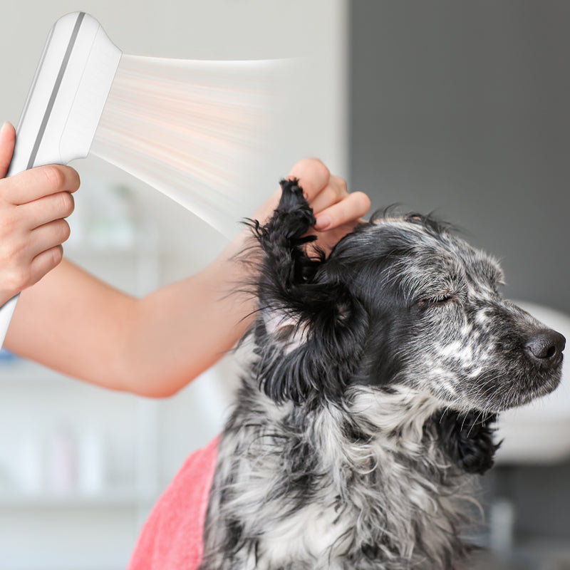 Souffleur d'eau / Sèche-cheveux pour chiens et chats