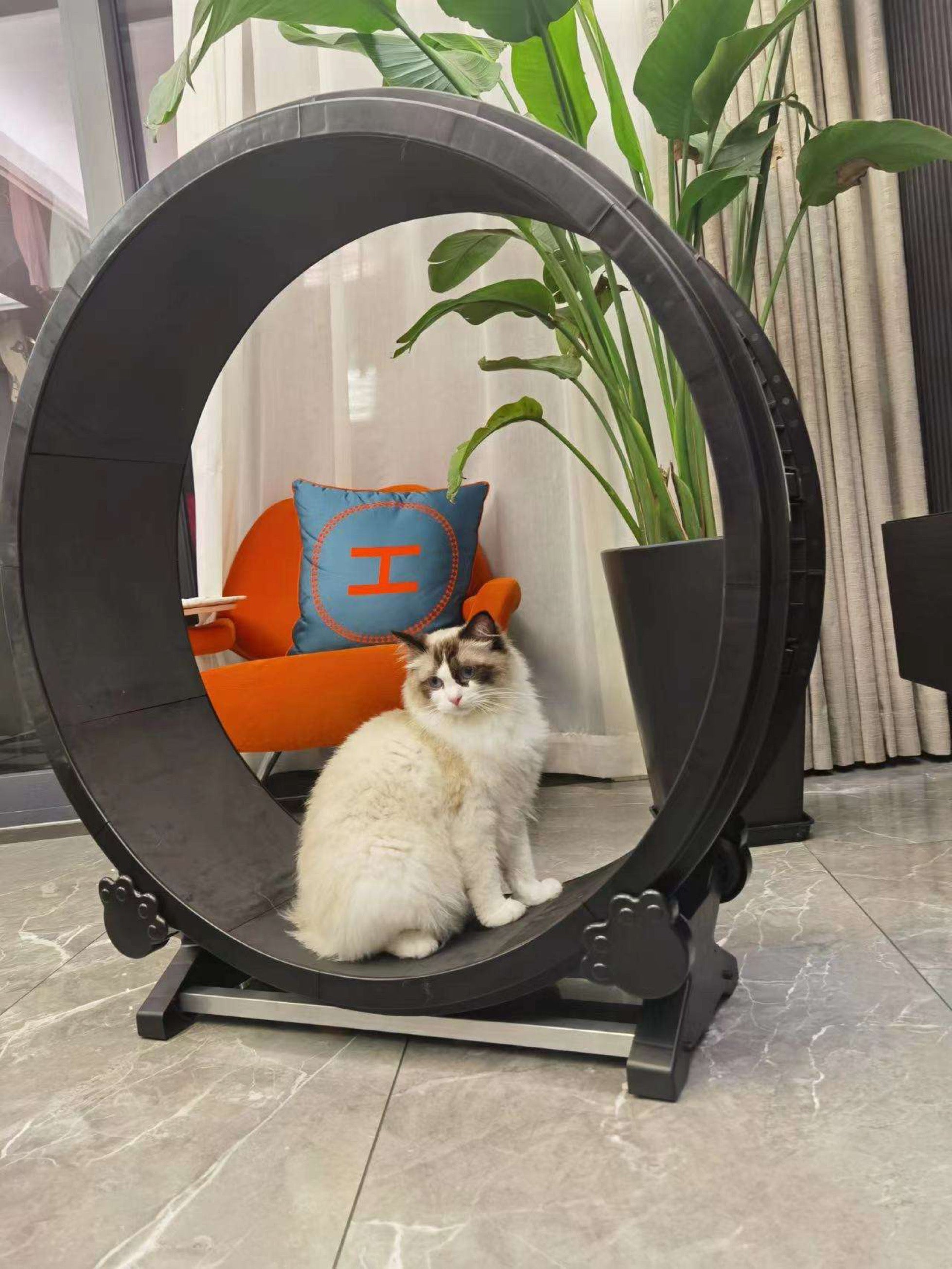 Cat running outlet on wheel